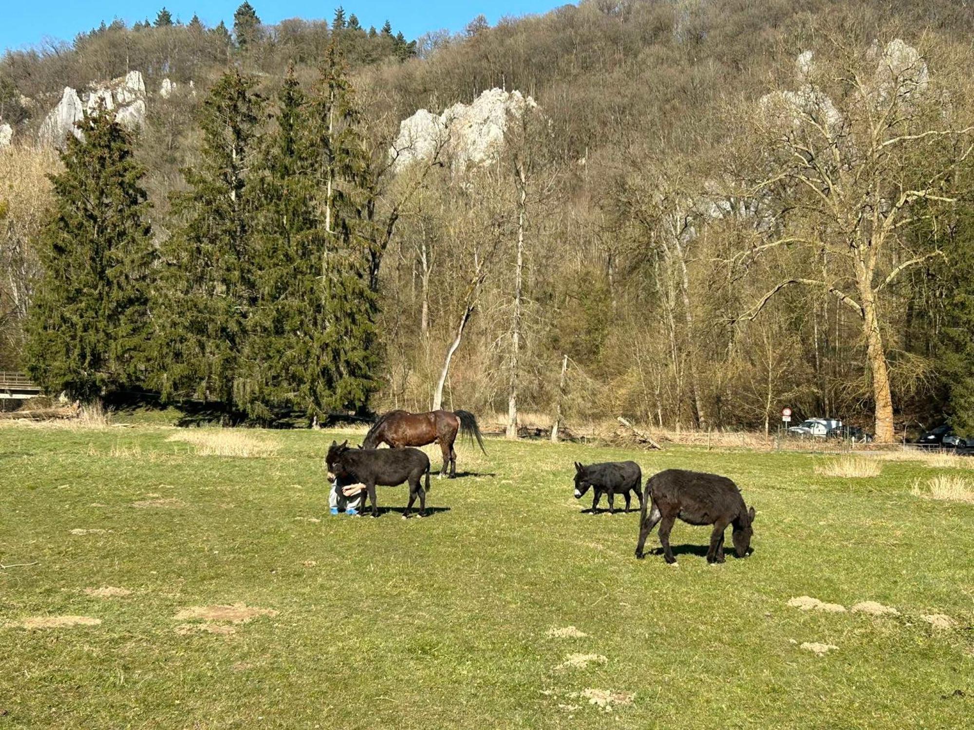 Vila L'Arche De Noe Dinant Exteriér fotografie